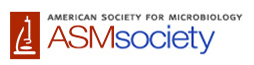 The American Society of Microbiology