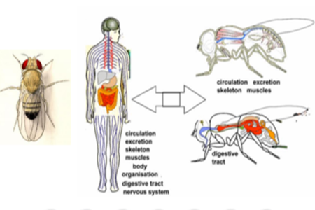 Drosophila Facility (H10)